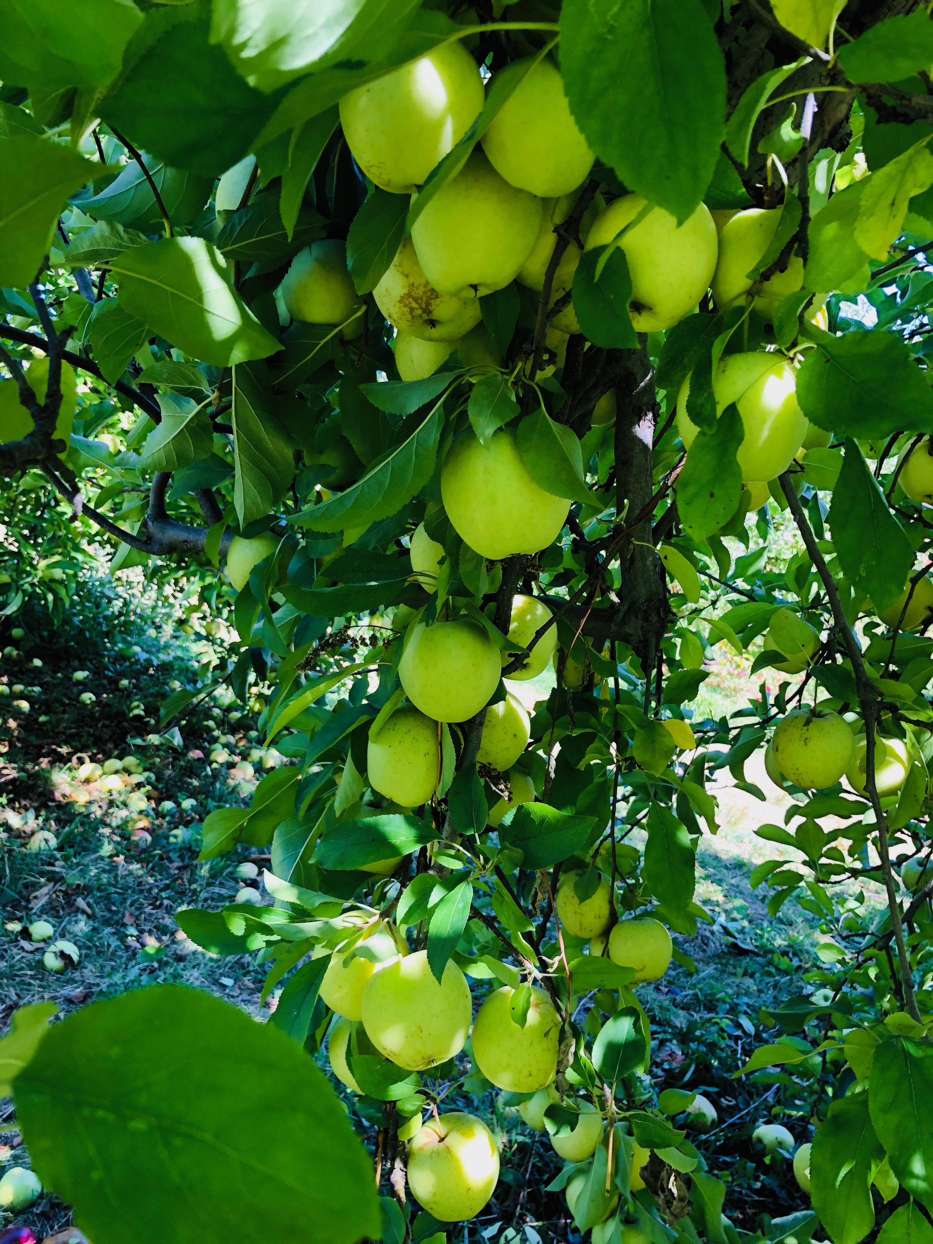 Green apples growing on tree branch