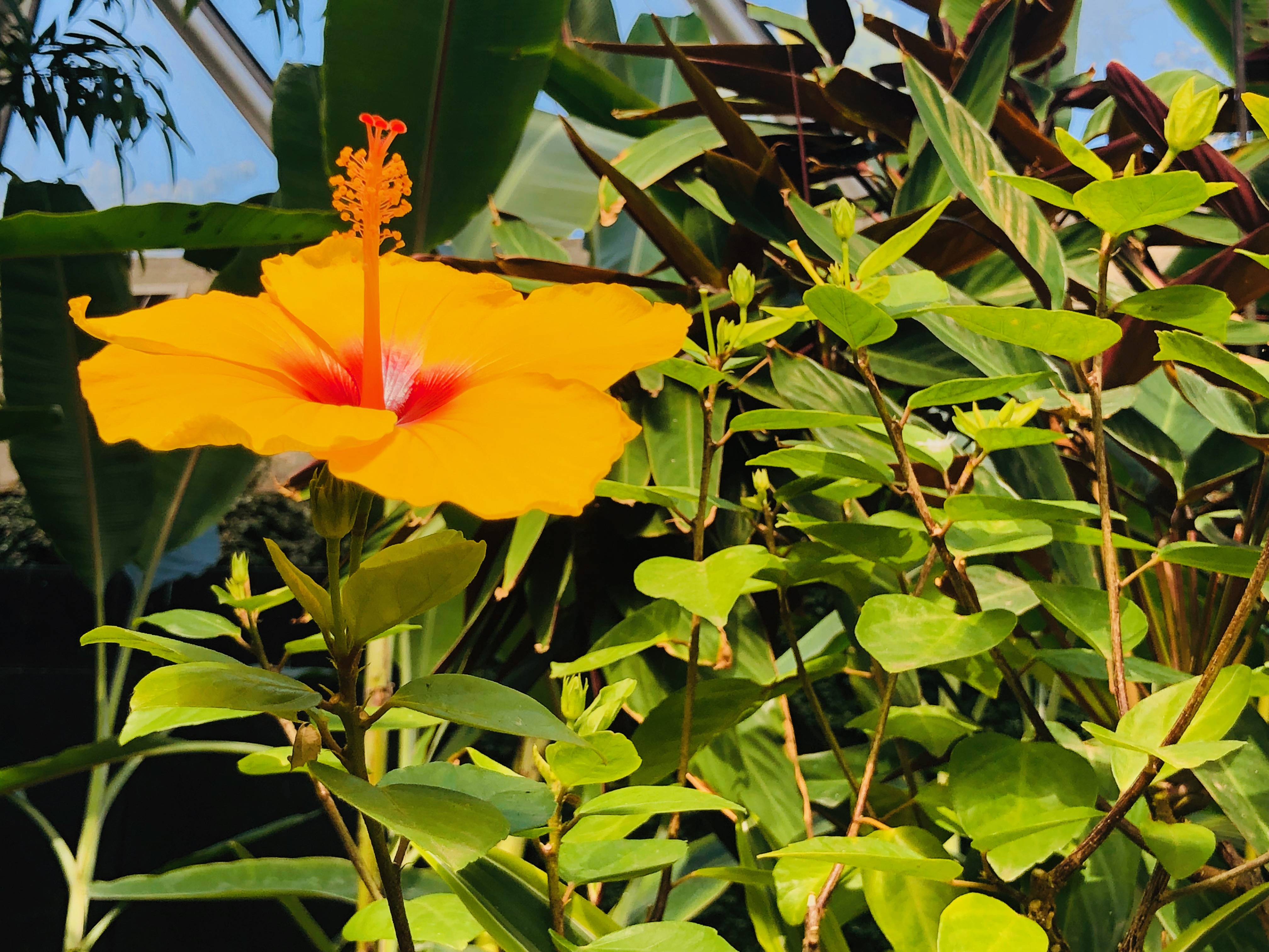 Yellow hibiscus plant in full bloom