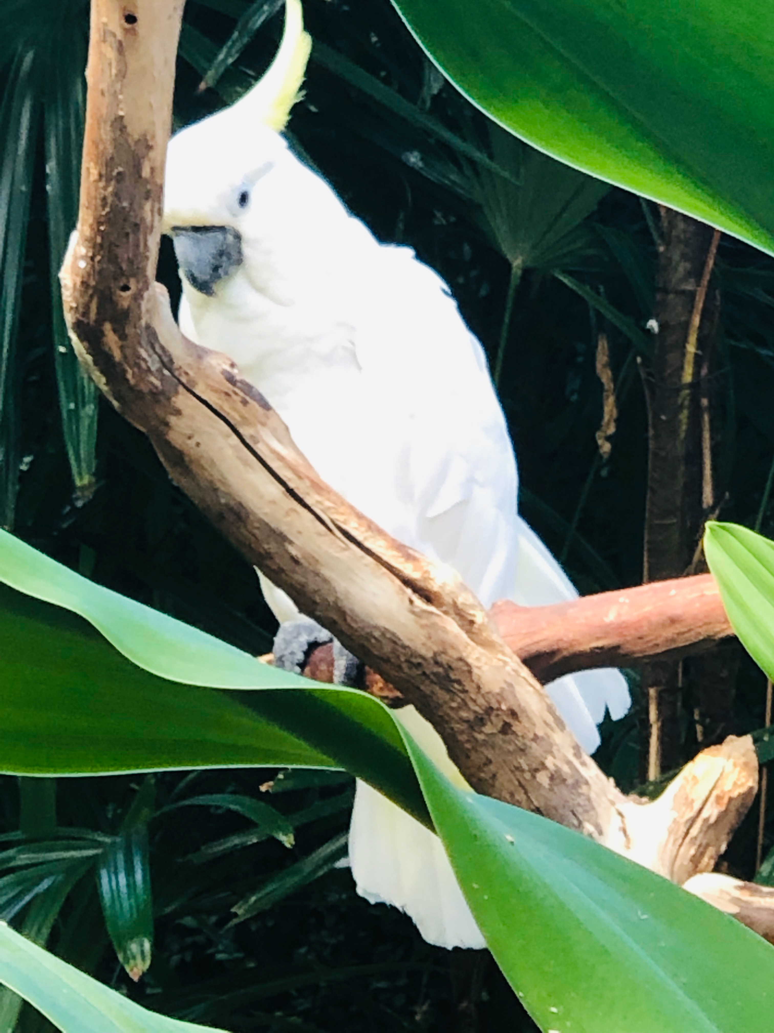 Cockatoo in a tree branch