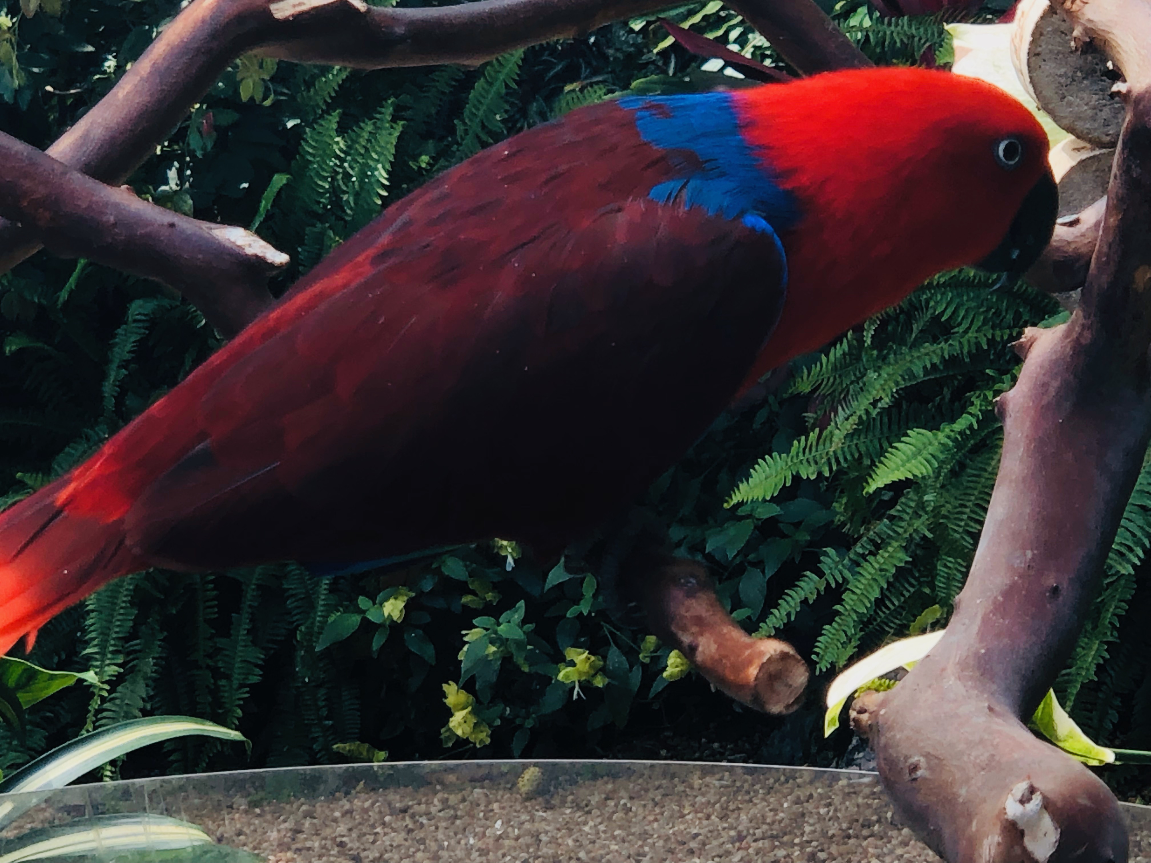 Parrot on a tree branch