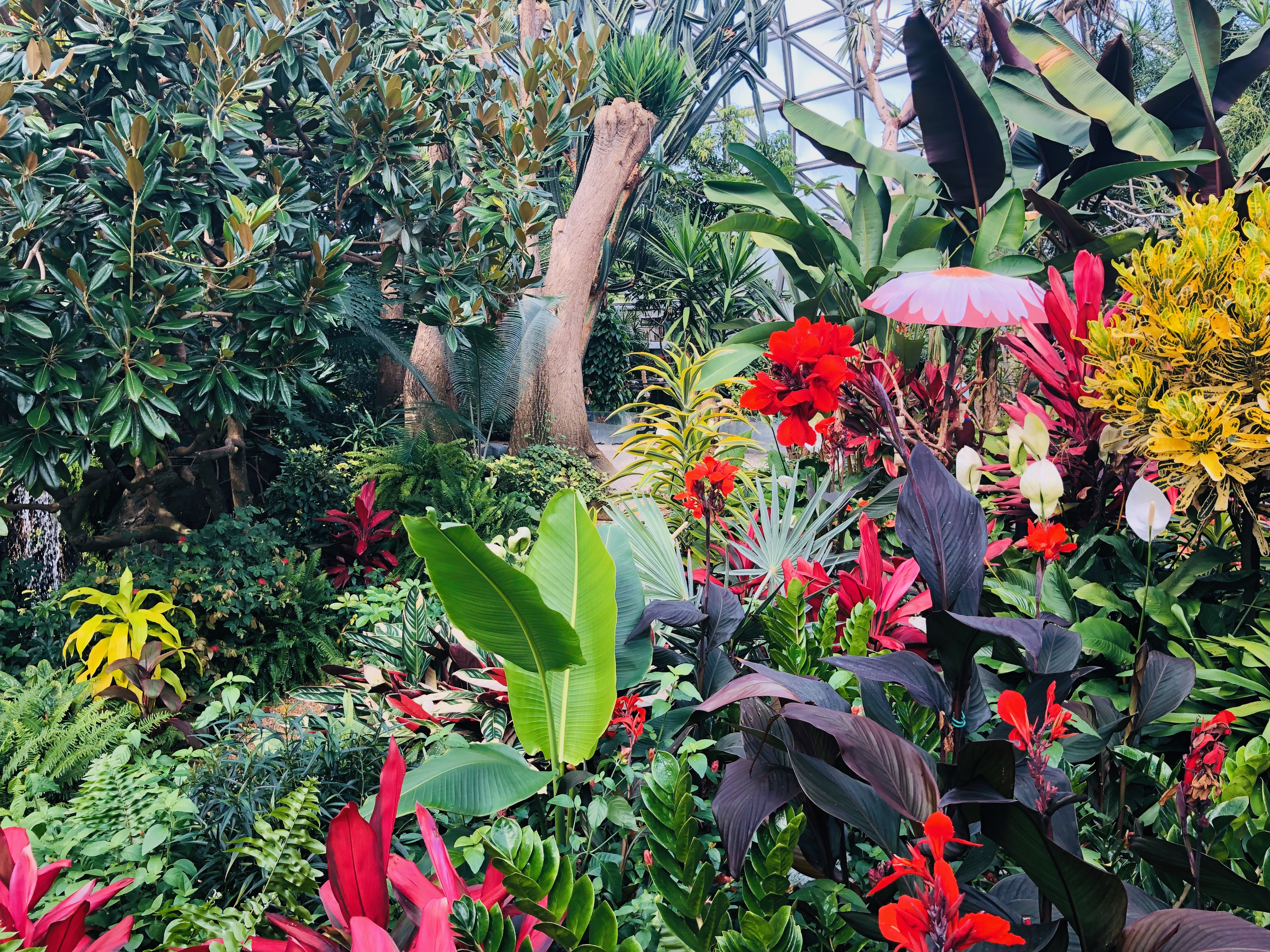 Canna lilies and other tropical flowers