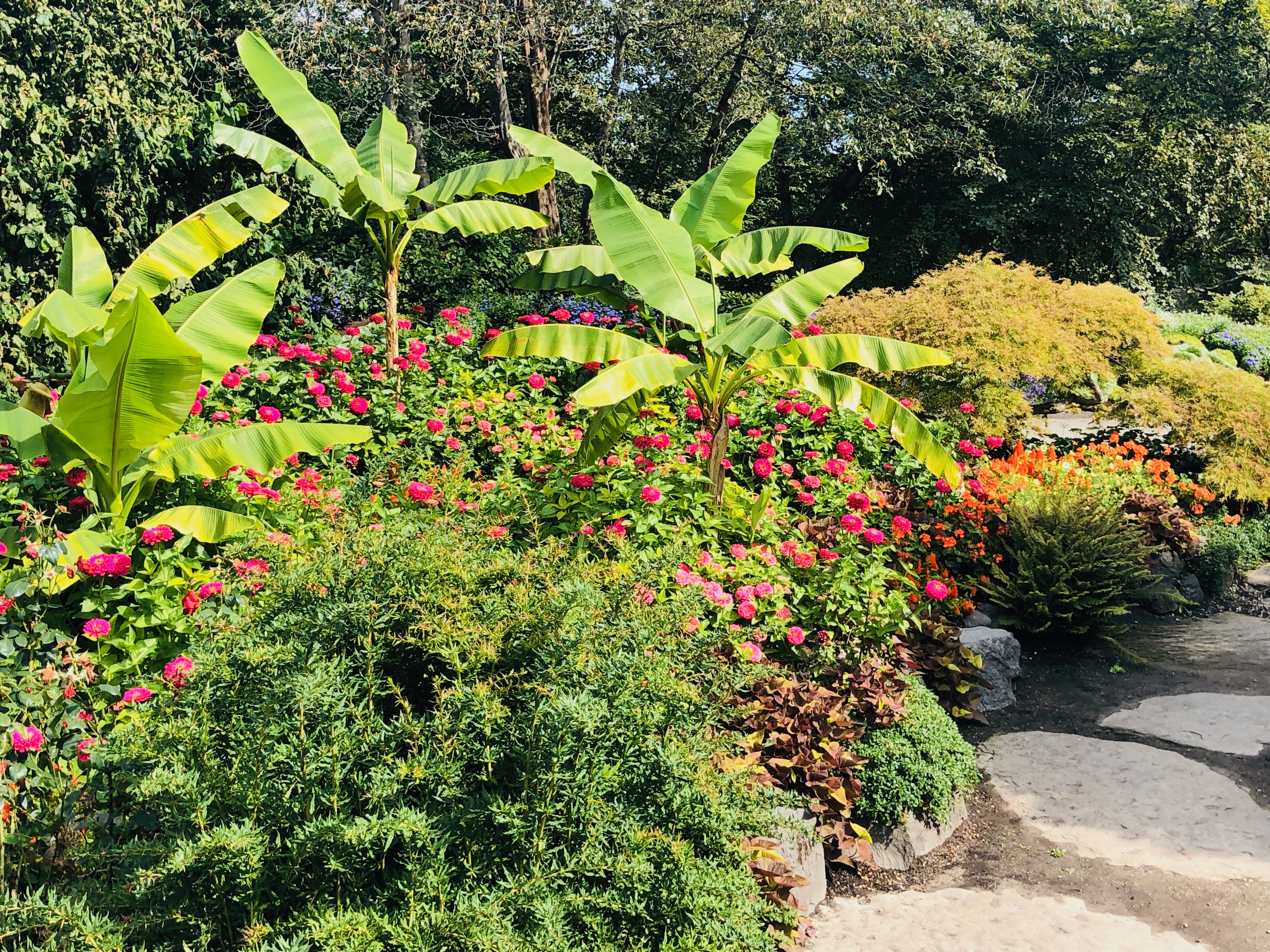 Pink flowers in garden